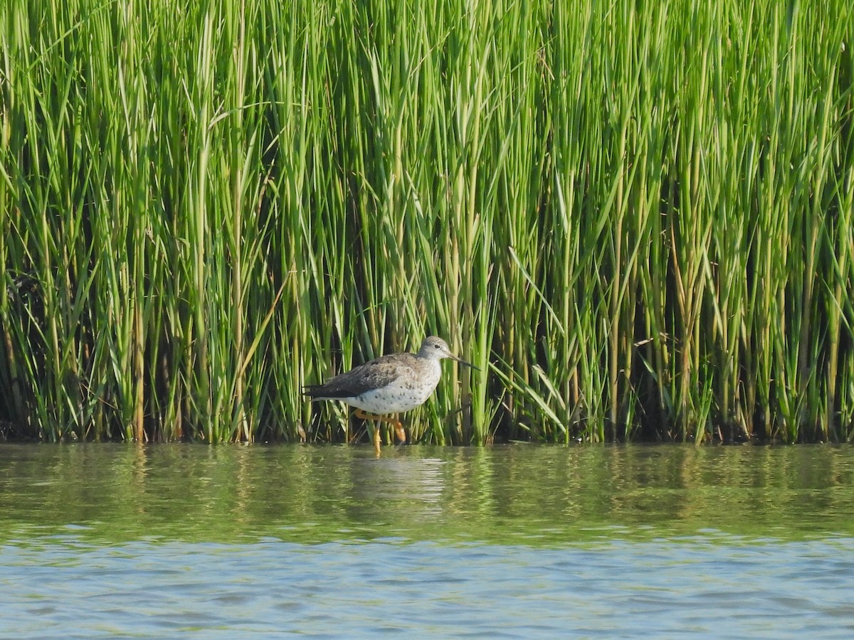 Greater Yellowlegs - ML622483717