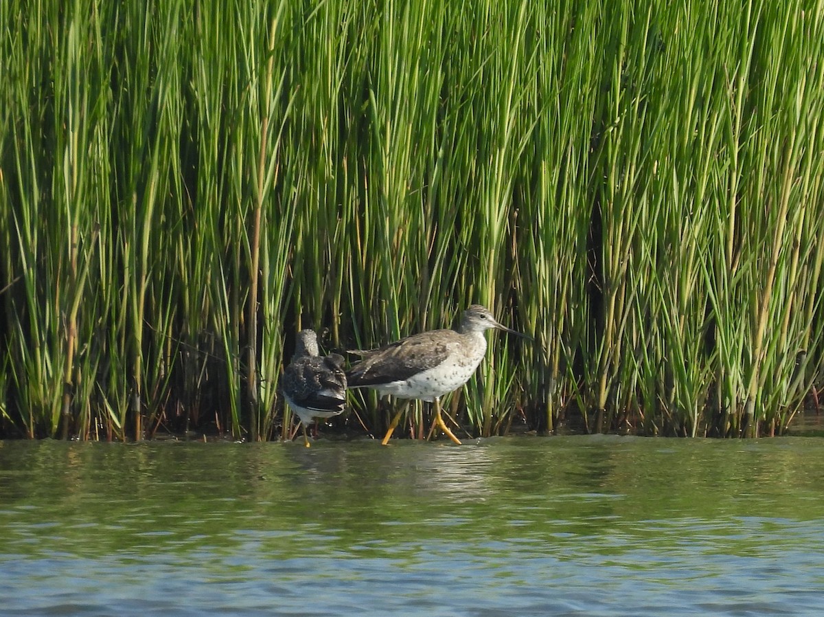 Greater Yellowlegs - ML622483718