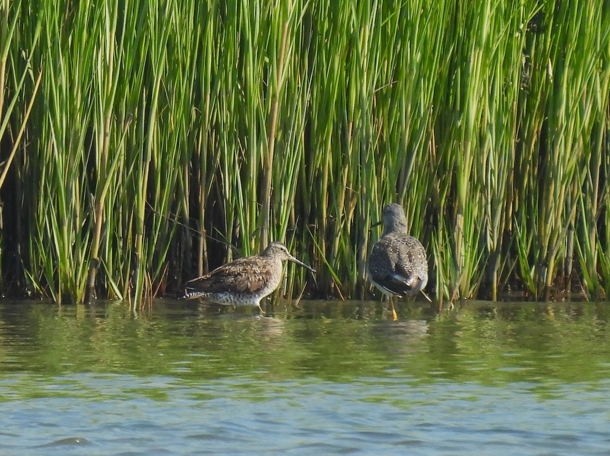 Greater Yellowlegs - ML622483719