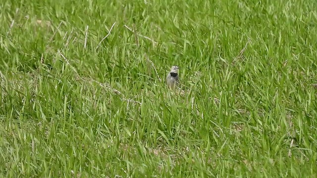 Thick-billed Longspur - ML622483742