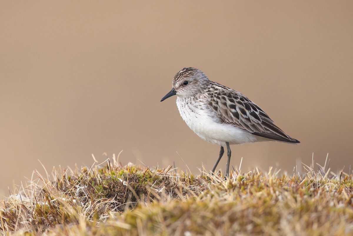 Semipalmated Sandpiper - ML622483857