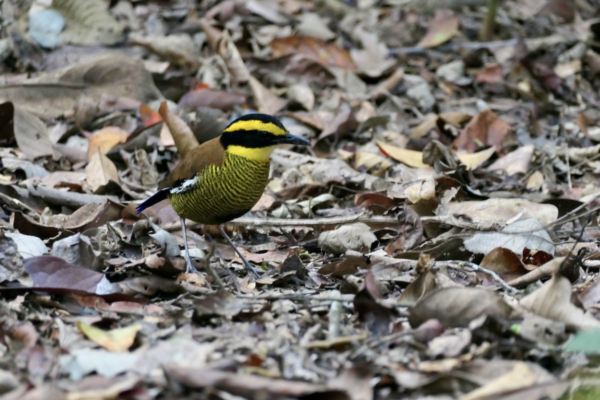 Bornean Banded-Pitta - ML622483886