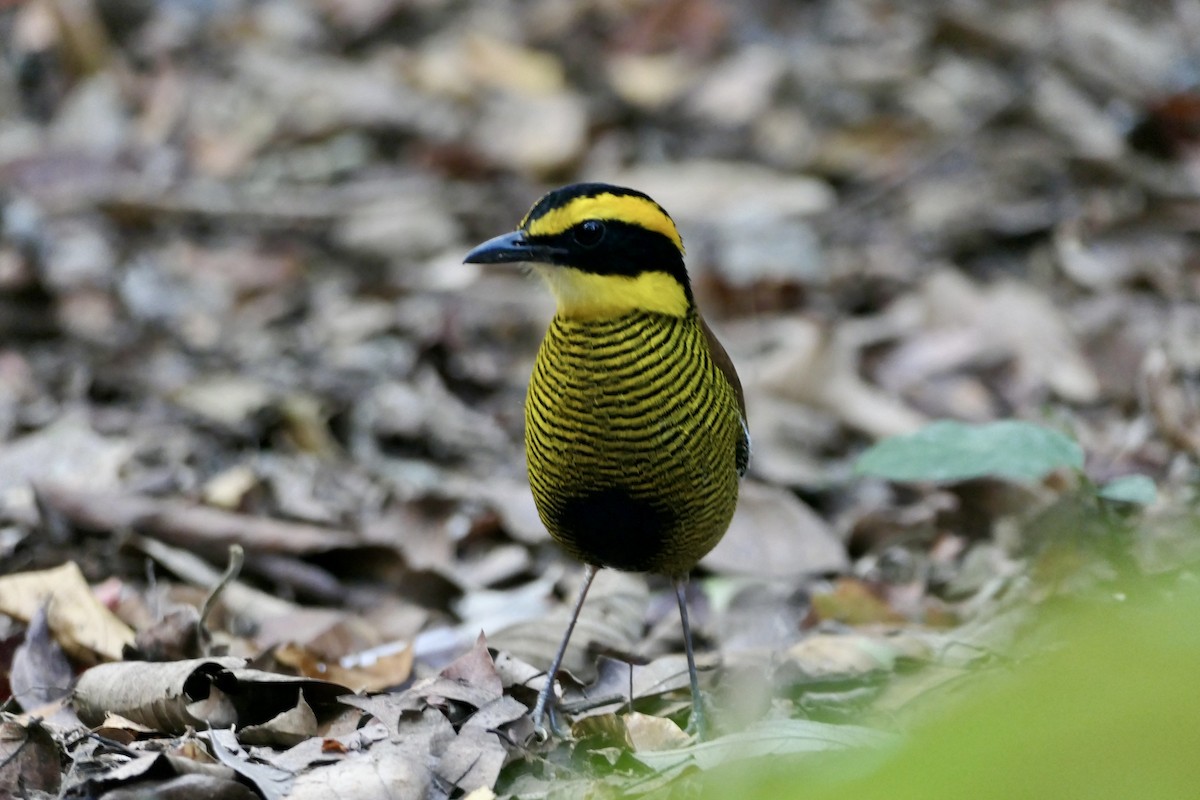 Bornean Banded-Pitta - Anthony Collerton