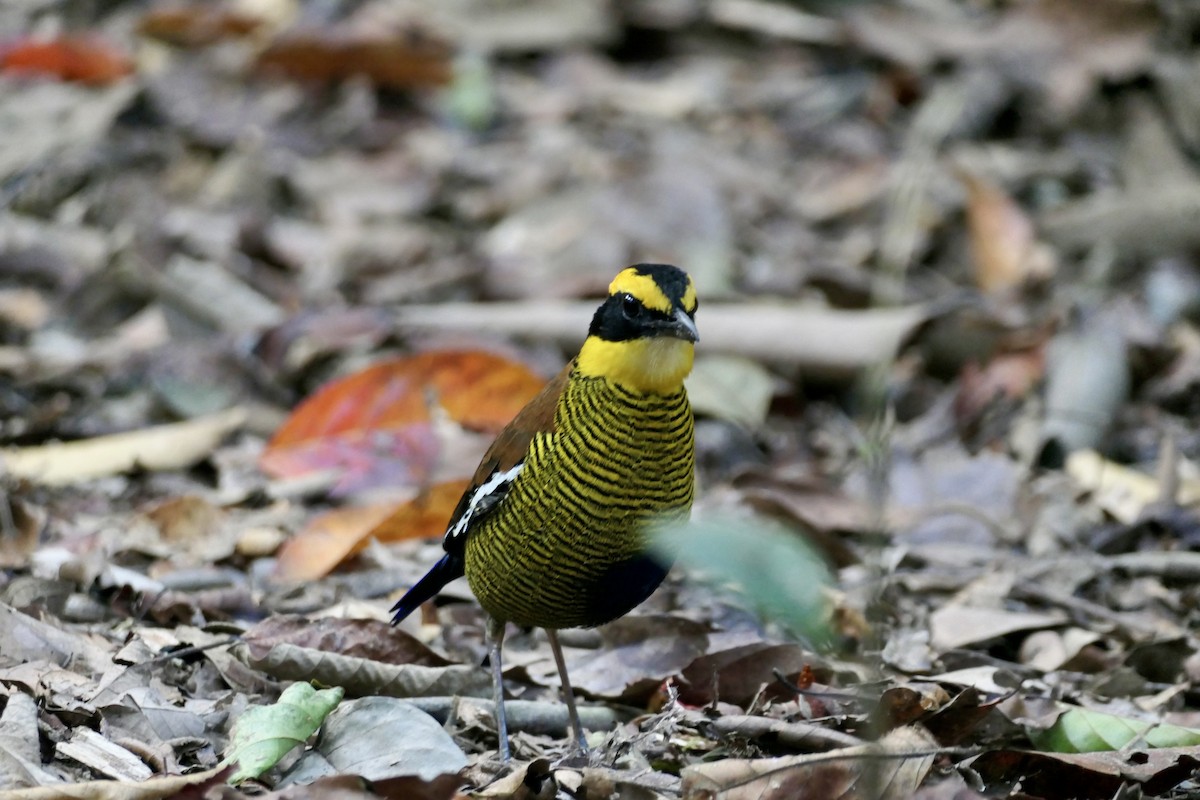 Bornean Banded-Pitta - ML622483889