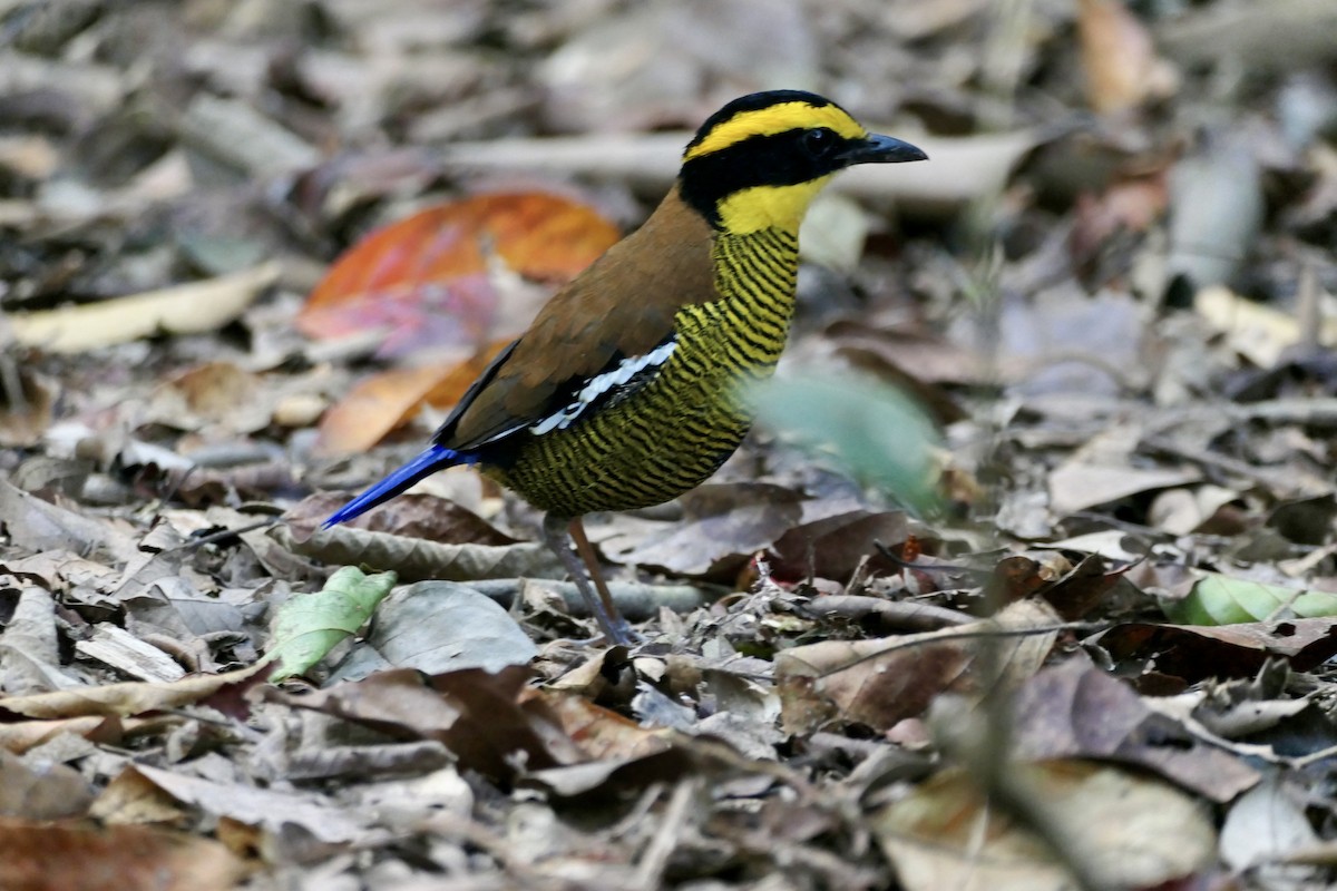 Bornean Banded-Pitta - Anthony Collerton