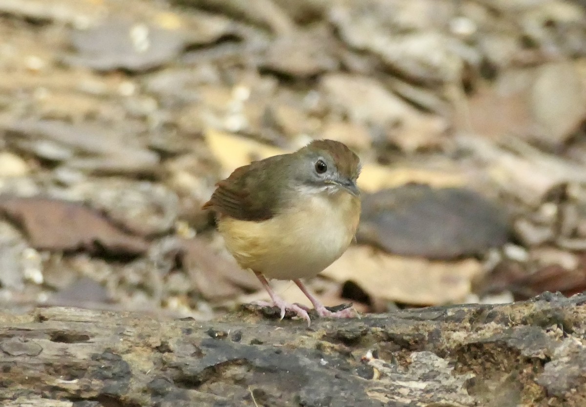 Short-tailed Babbler - ML622483898