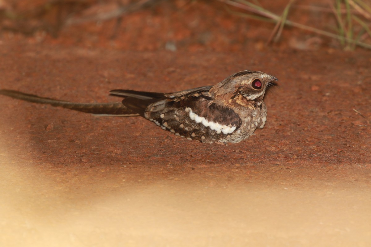 Long-tailed Nightjar - ML622483924