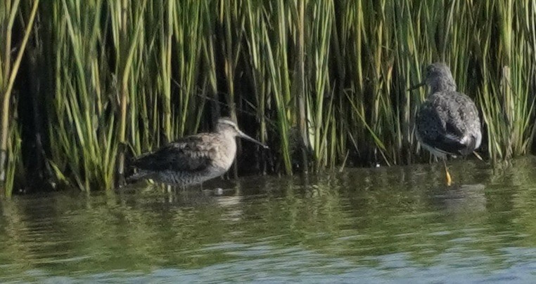 Short-billed Dowitcher - ML622483933