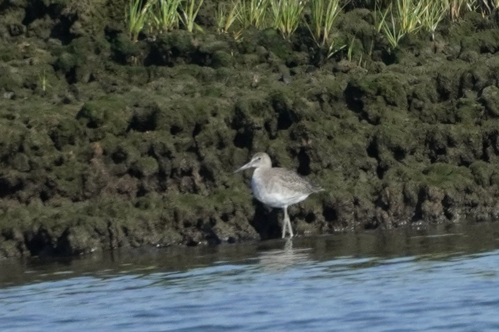 Willet (Eastern) - ML622483957