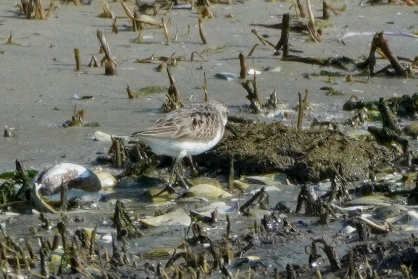 Least Sandpiper - ML622483967