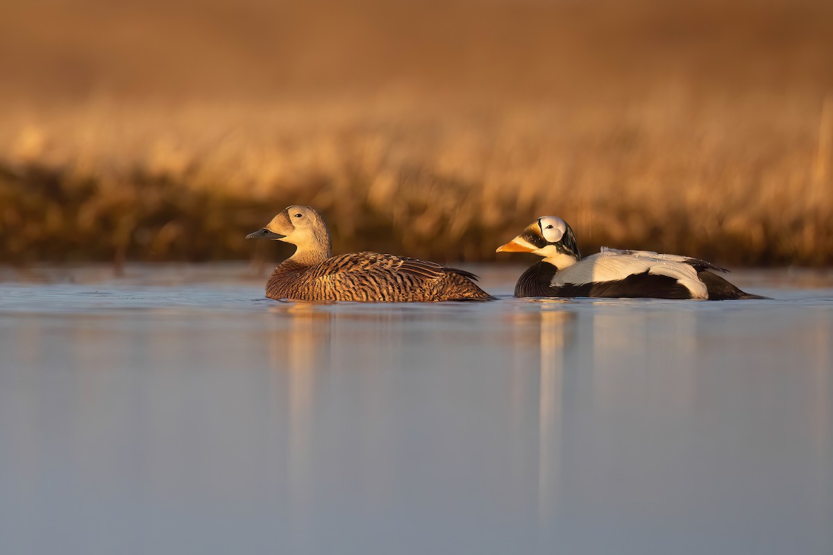 Spectacled Eider - ML622484004