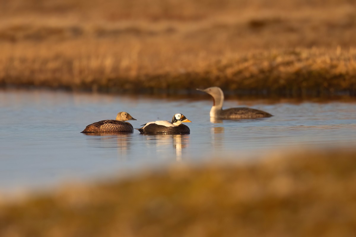 Spectacled Eider - ML622484005