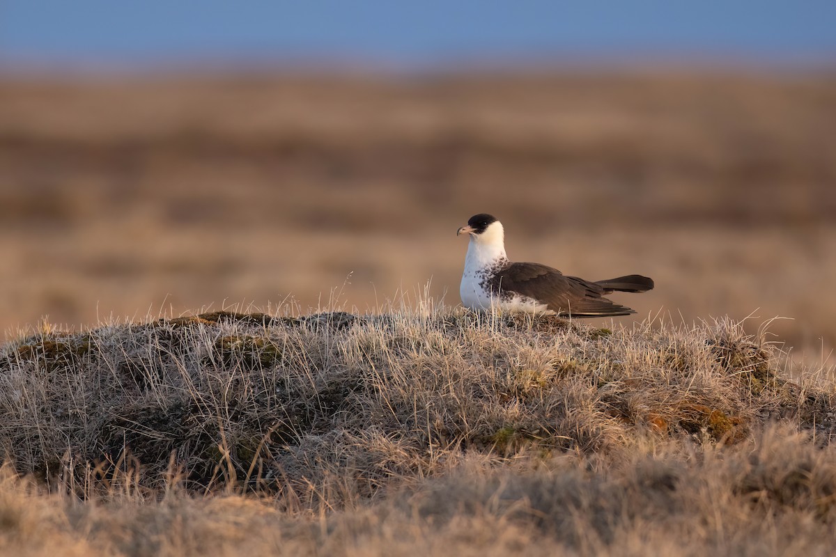 Pomarine Jaeger - ML622484007