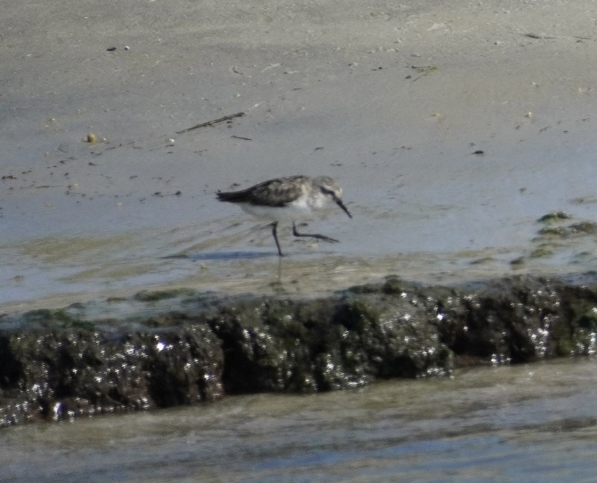 Semipalmated Sandpiper - ML622484031