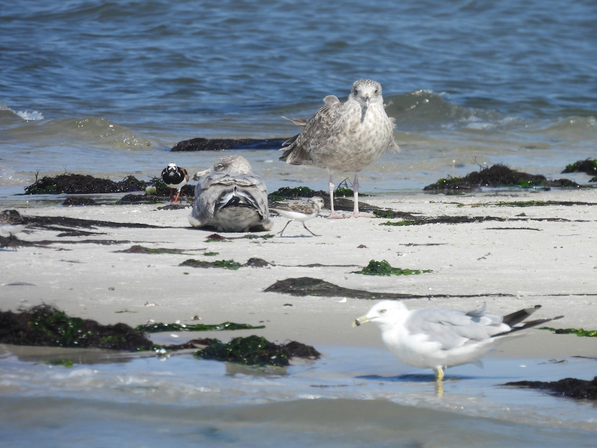 American Herring Gull - ML622484237