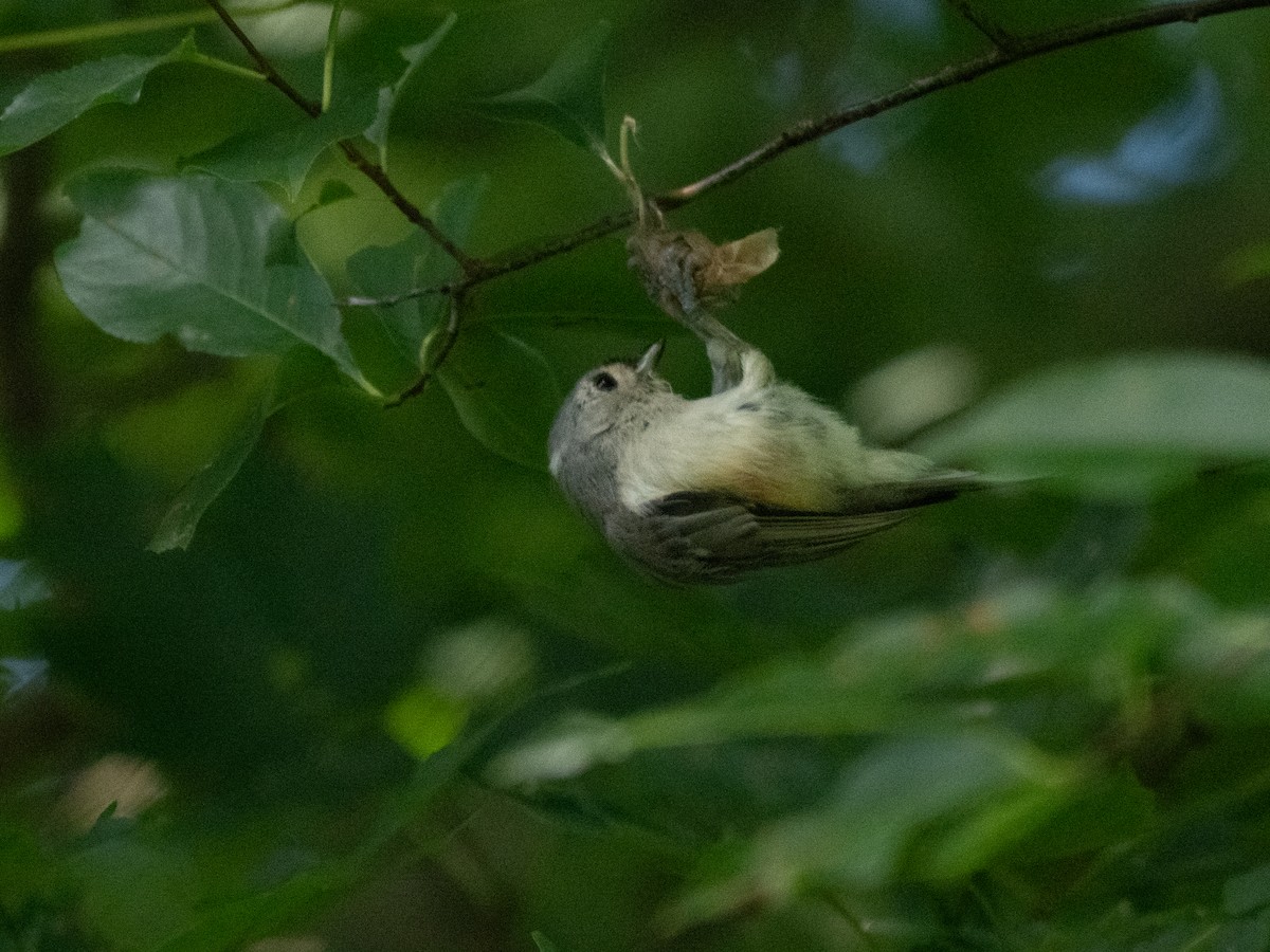 White-breasted Nuthatch - ML622484262