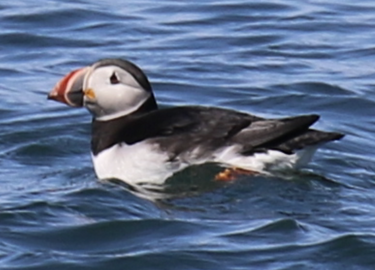 Atlantic Puffin - Joe Haemmerle