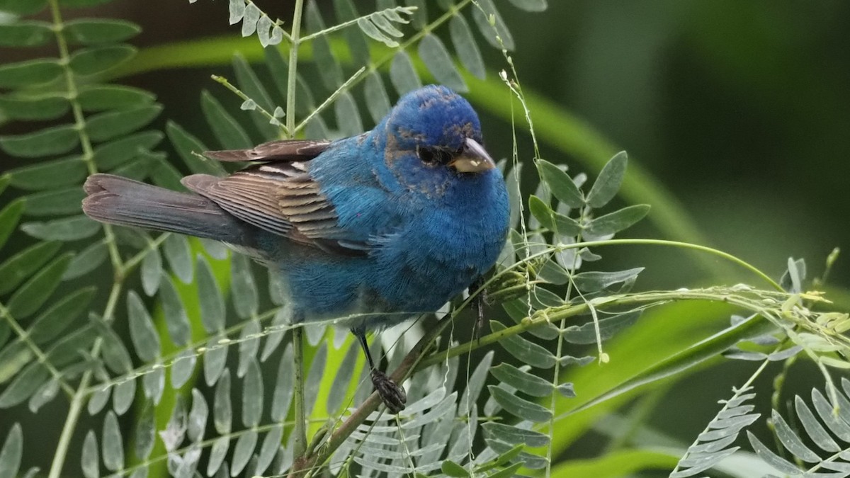 Indigo Bunting - ML622484279