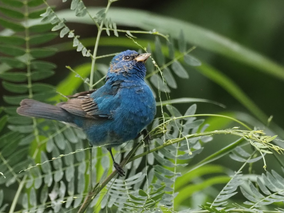 Indigo Bunting - ML622484280