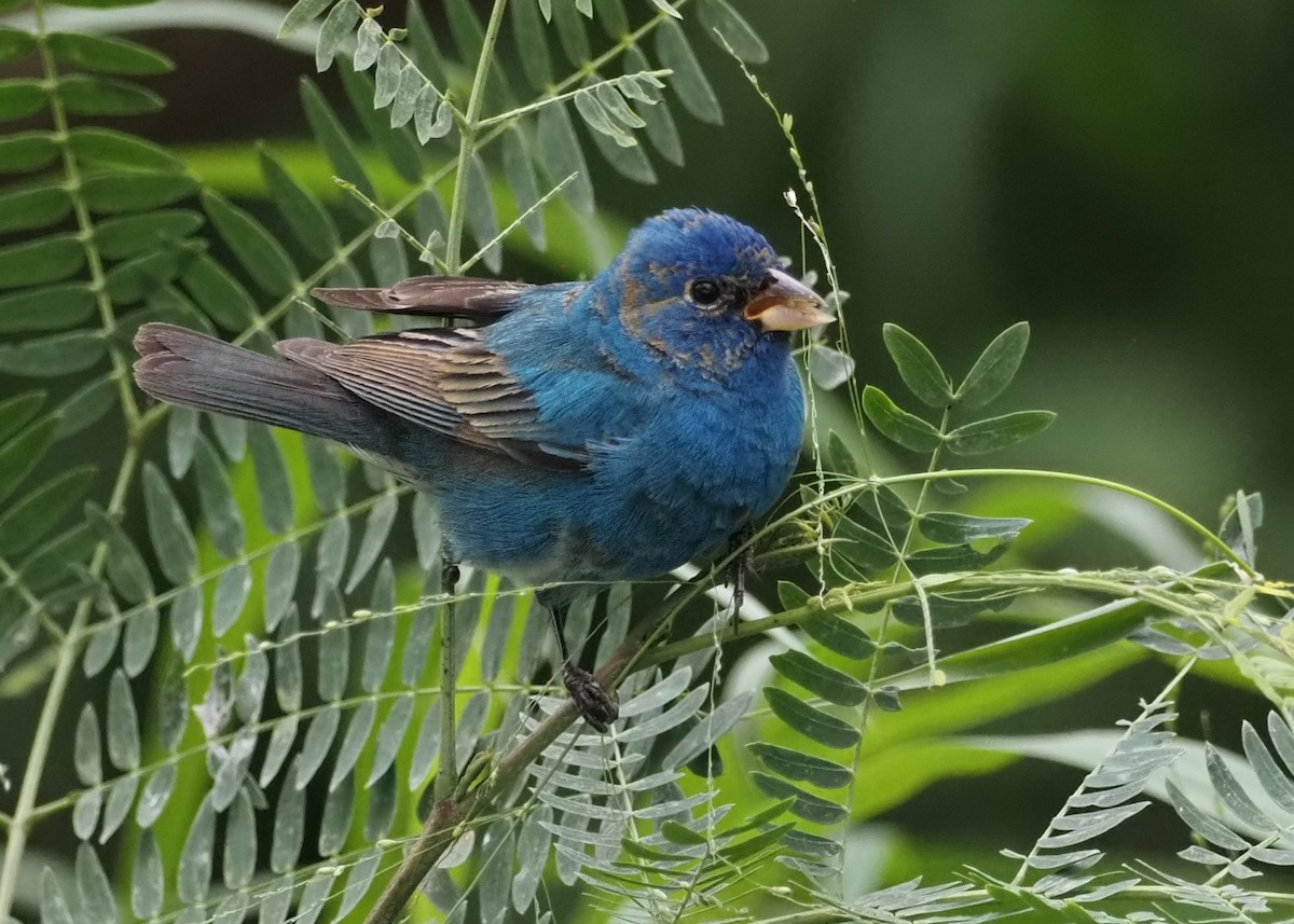 Indigo Bunting - ML622484281