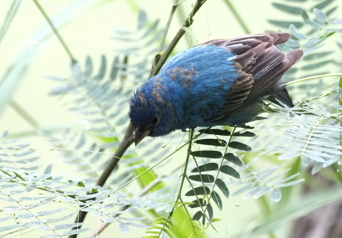 Indigo Bunting - ML622484282