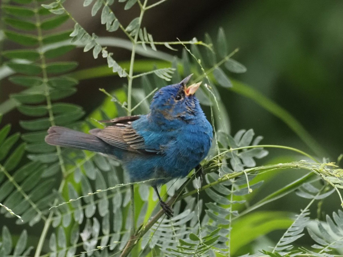 Indigo Bunting - ML622484283