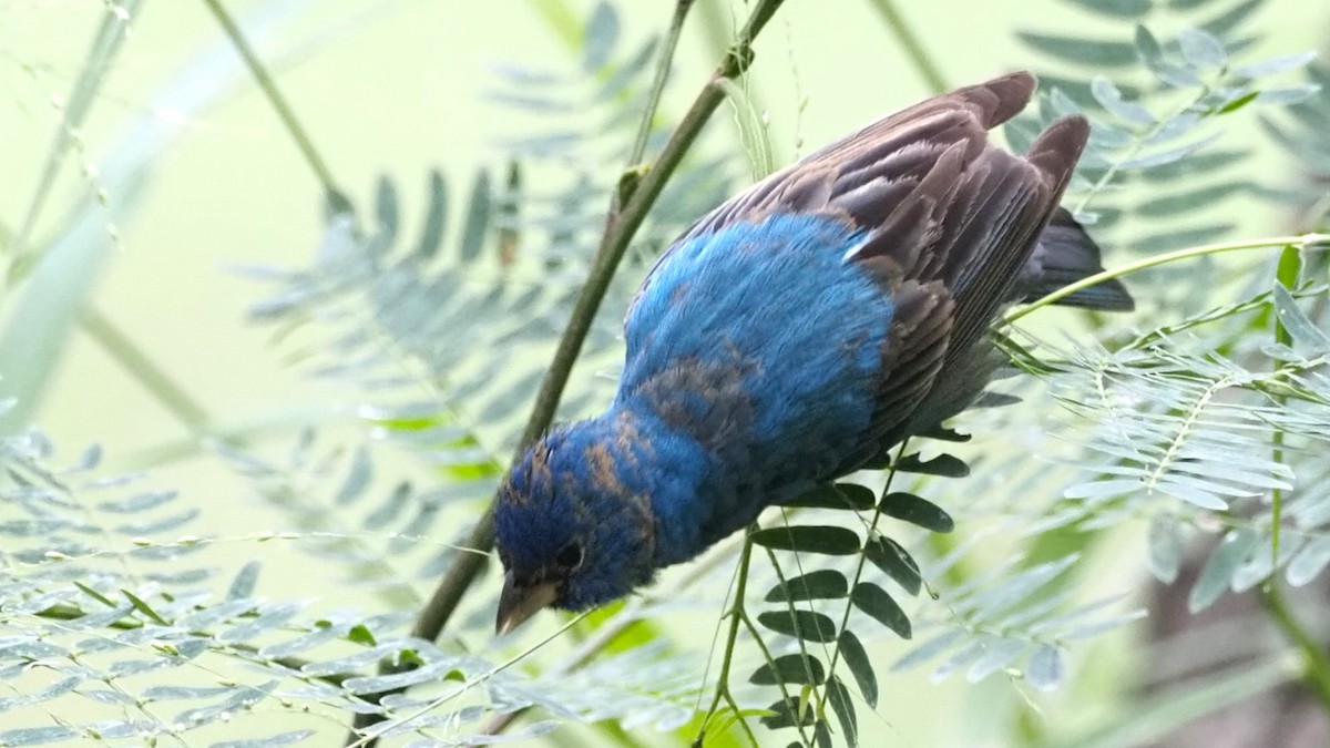 Indigo Bunting - ML622484284