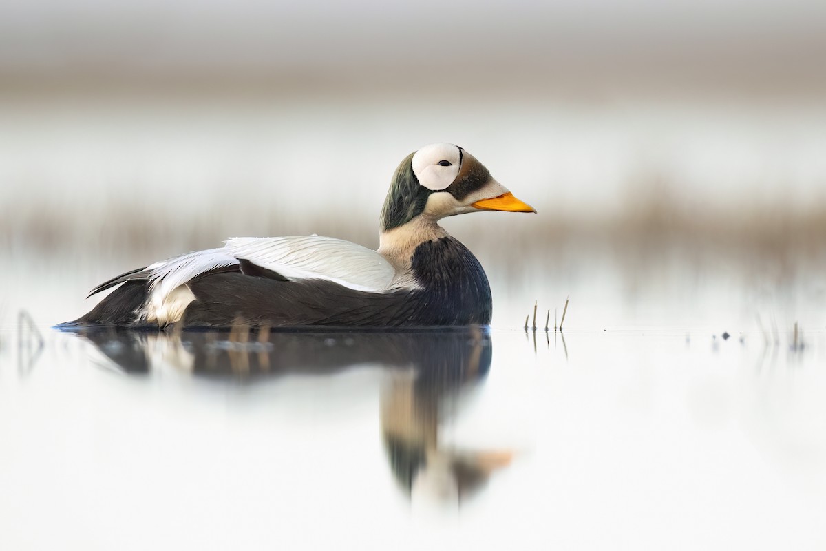 Spectacled Eider - ML622484288