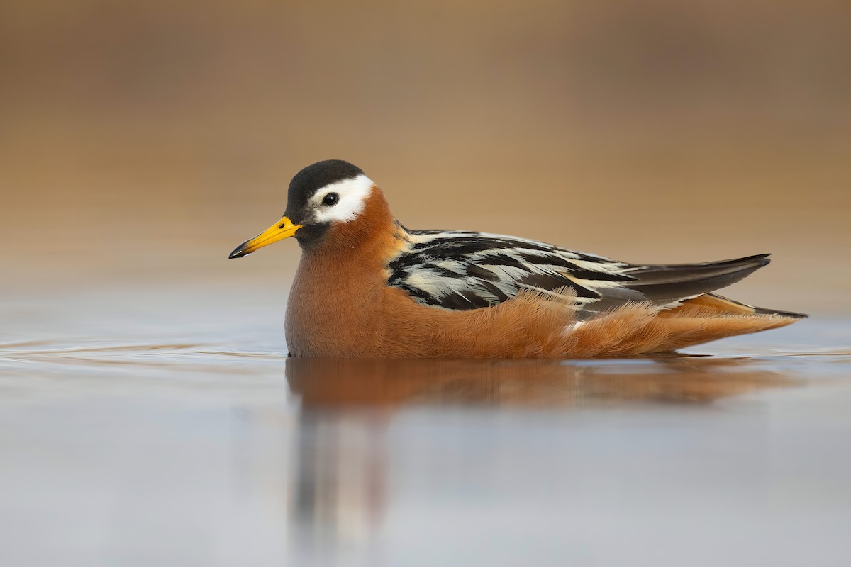 Red Phalarope - Chris Venetz | Ornis Birding Expeditions