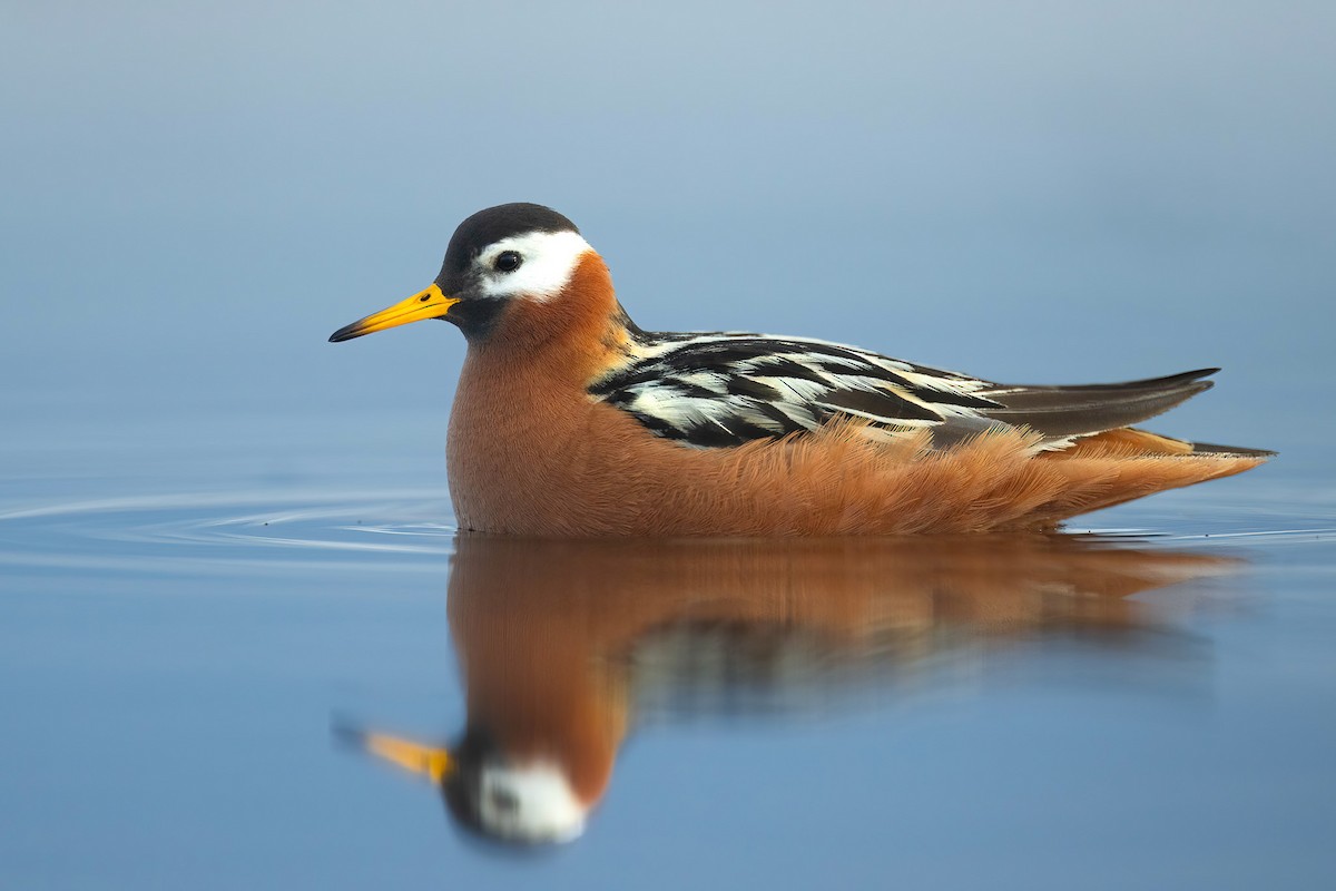 Red Phalarope - ML622484338