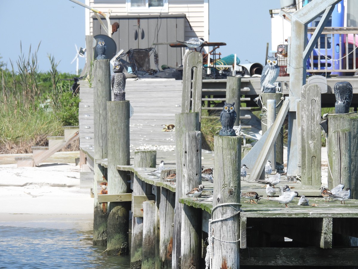 Forster's Tern - ML622484402