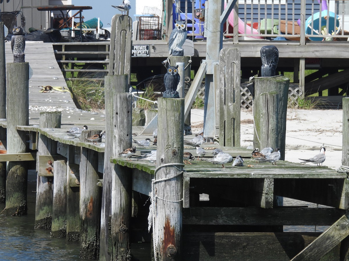 Forster's Tern - ML622484403