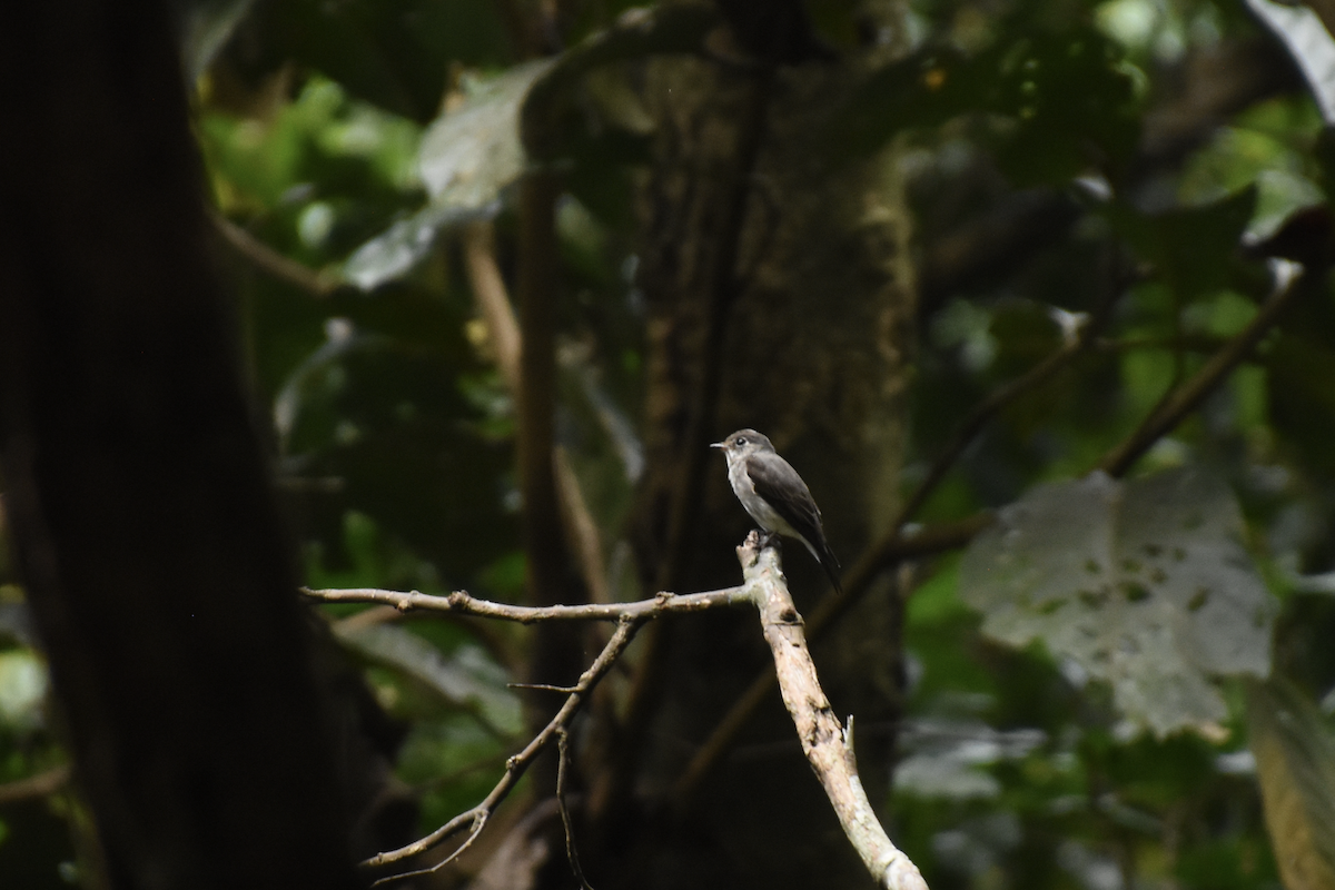 Dark-sided Flycatcher - ML622484411