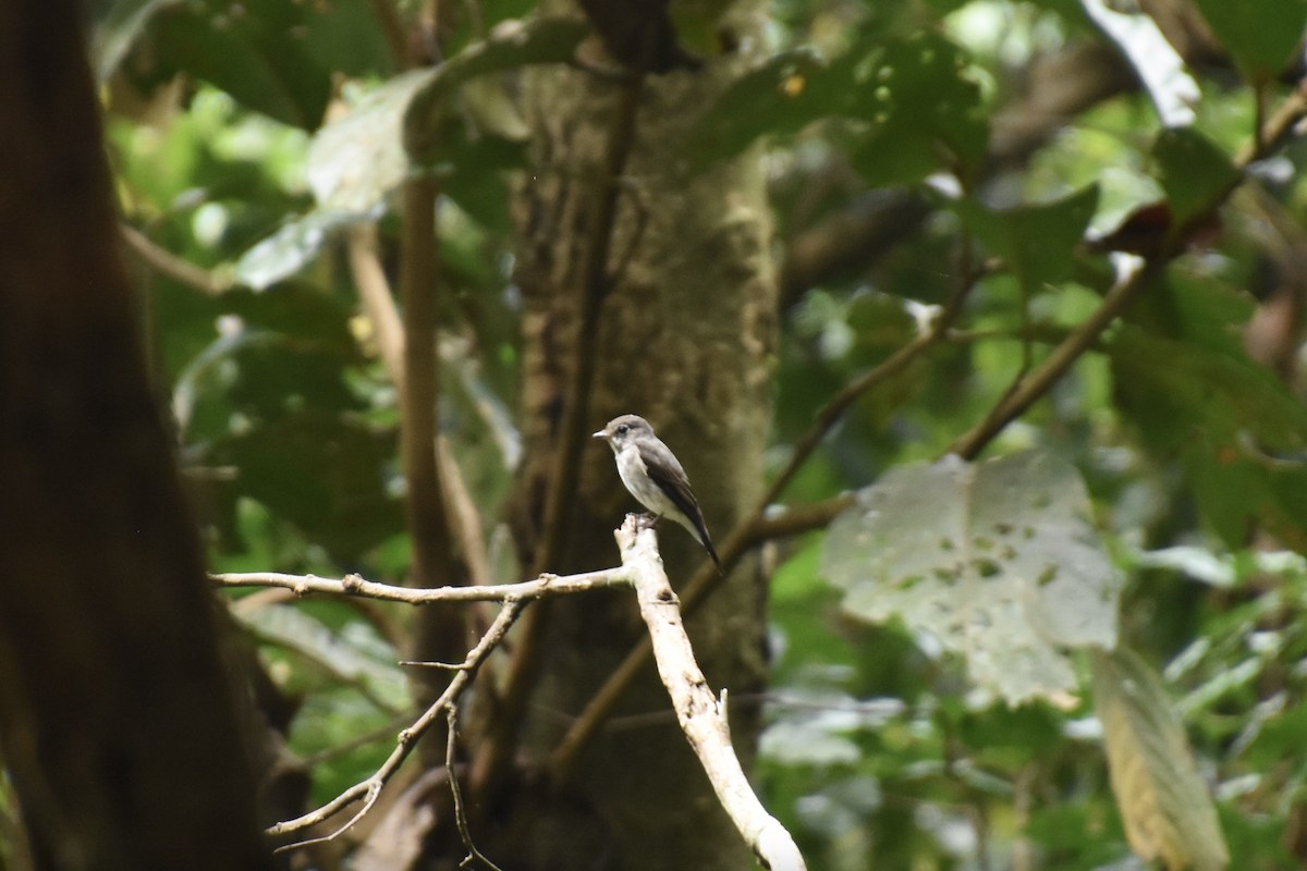 Dark-sided Flycatcher - Adolfo Castro