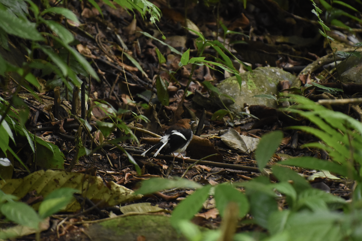 Chestnut-naped Forktail - ML622484416