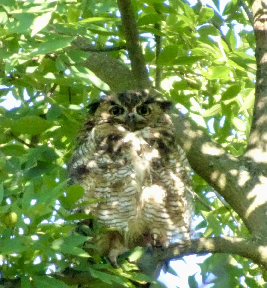 Great Horned Owl - Dan Keener