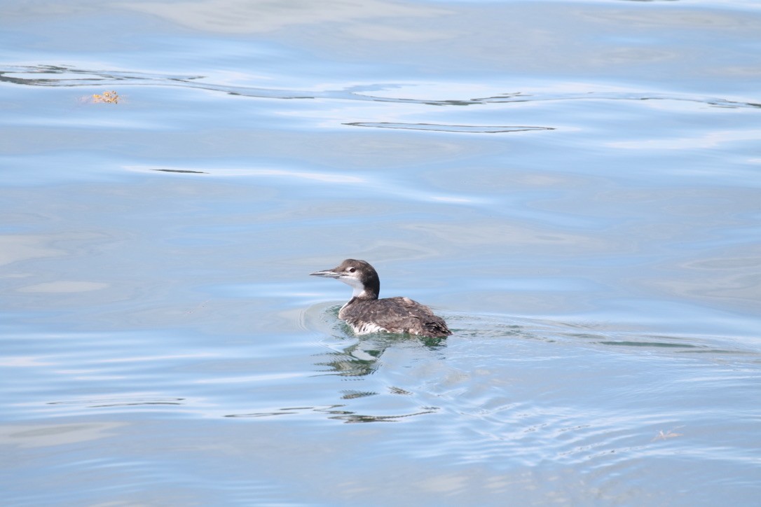 Common Loon - Joe Haemmerle