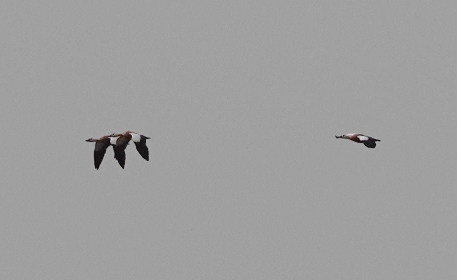 Ruddy Shelduck - ML622484469