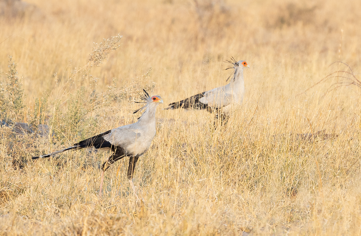Secretarybird - ML622484477