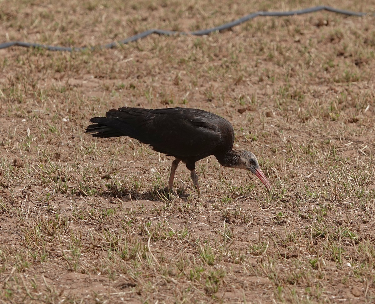 Northern Bald Ibis - ML622484493