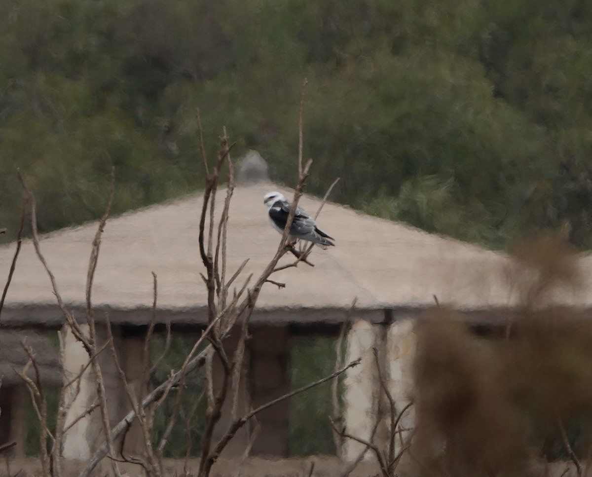 Black-winged Kite - ML622484509