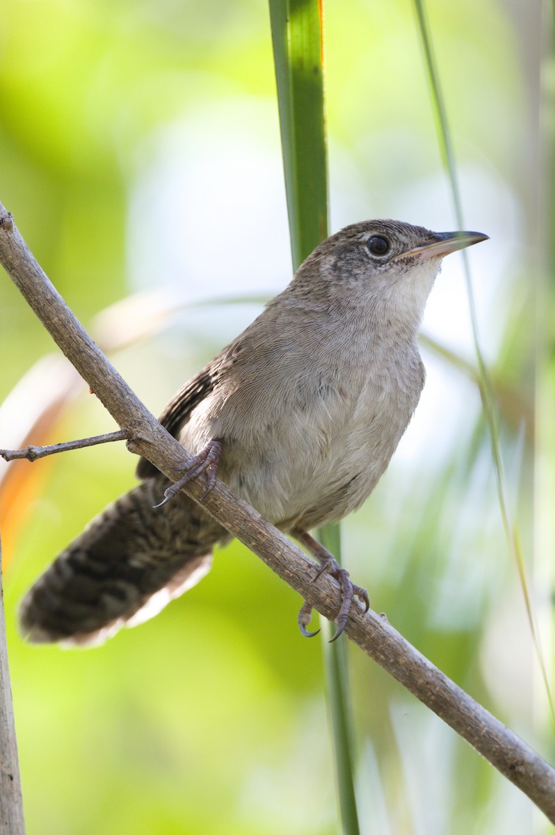 Zapata Wren - ML622484521