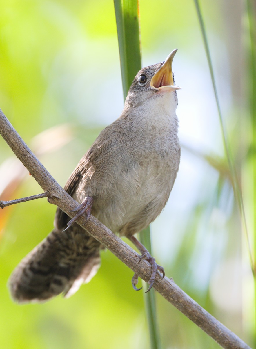 Zapata Wren - ML622484523