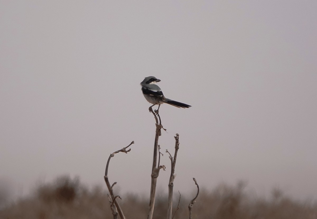 Great Gray Shrike - ML622484550