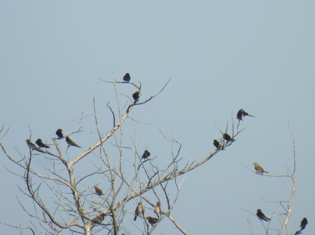 Tree Swallow - ML622484551