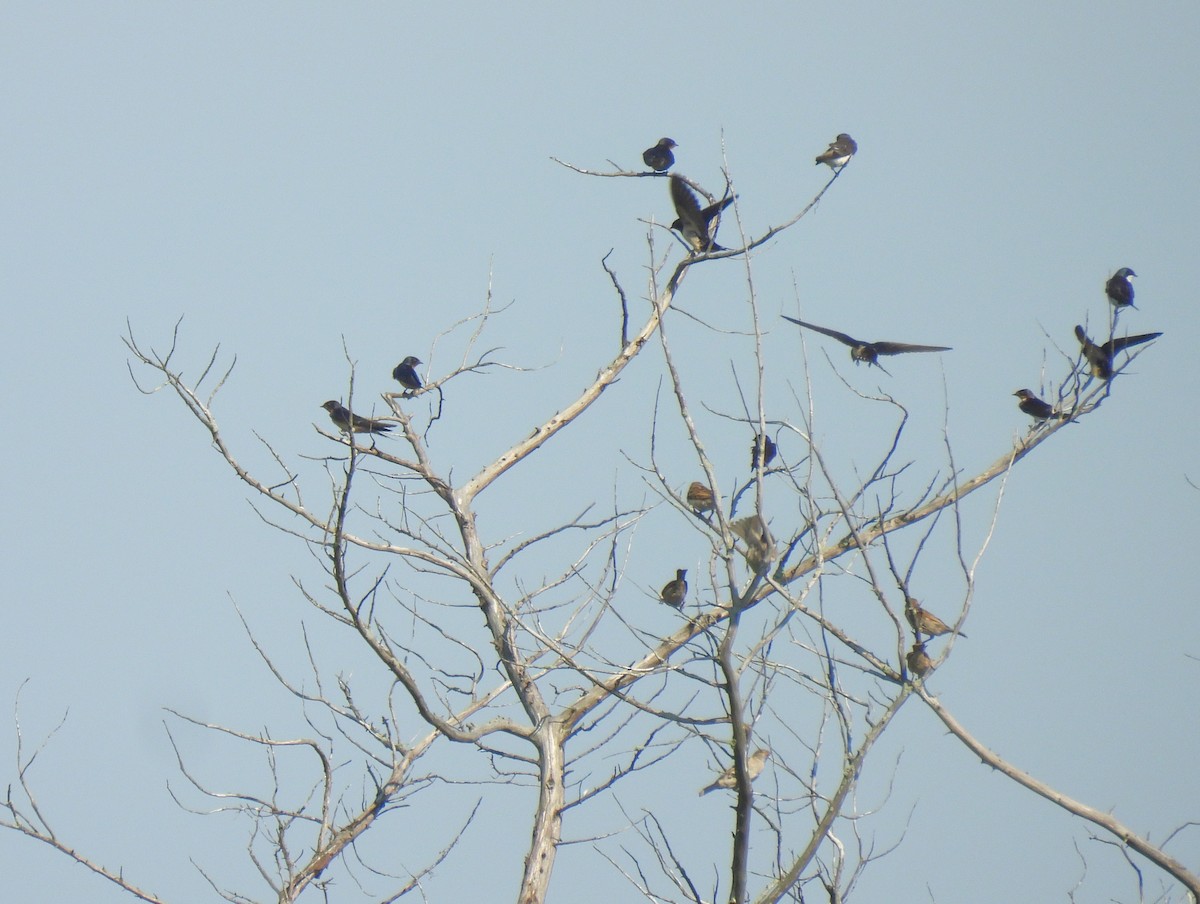Tree Swallow - ML622484552
