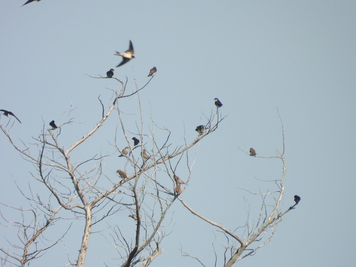 Tree Swallow - ML622484553