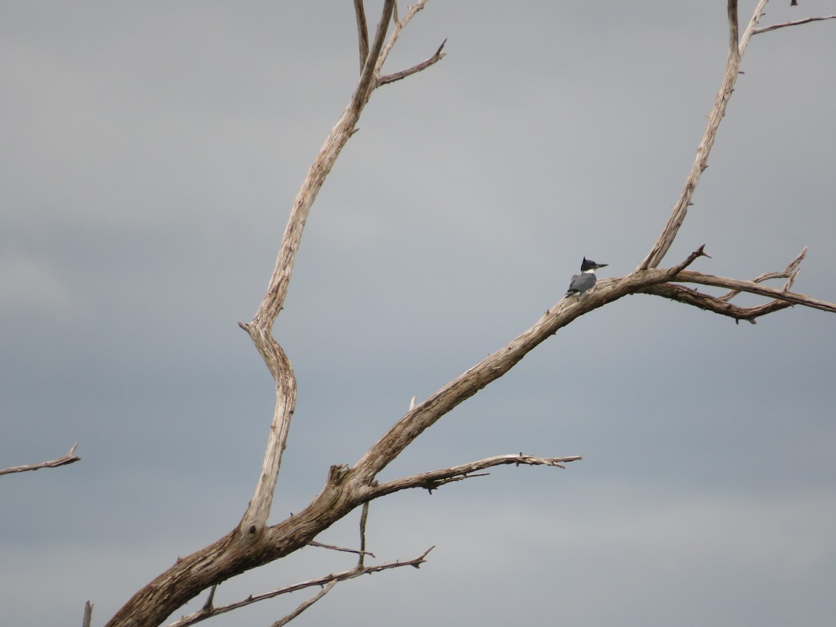 Belted Kingfisher - ML622484562