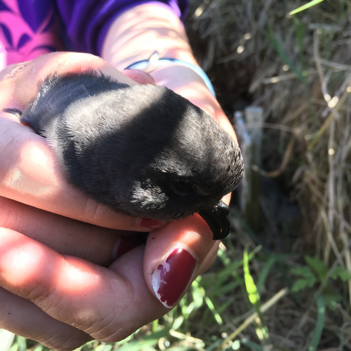 Leach's Storm-Petrel - ML622484568