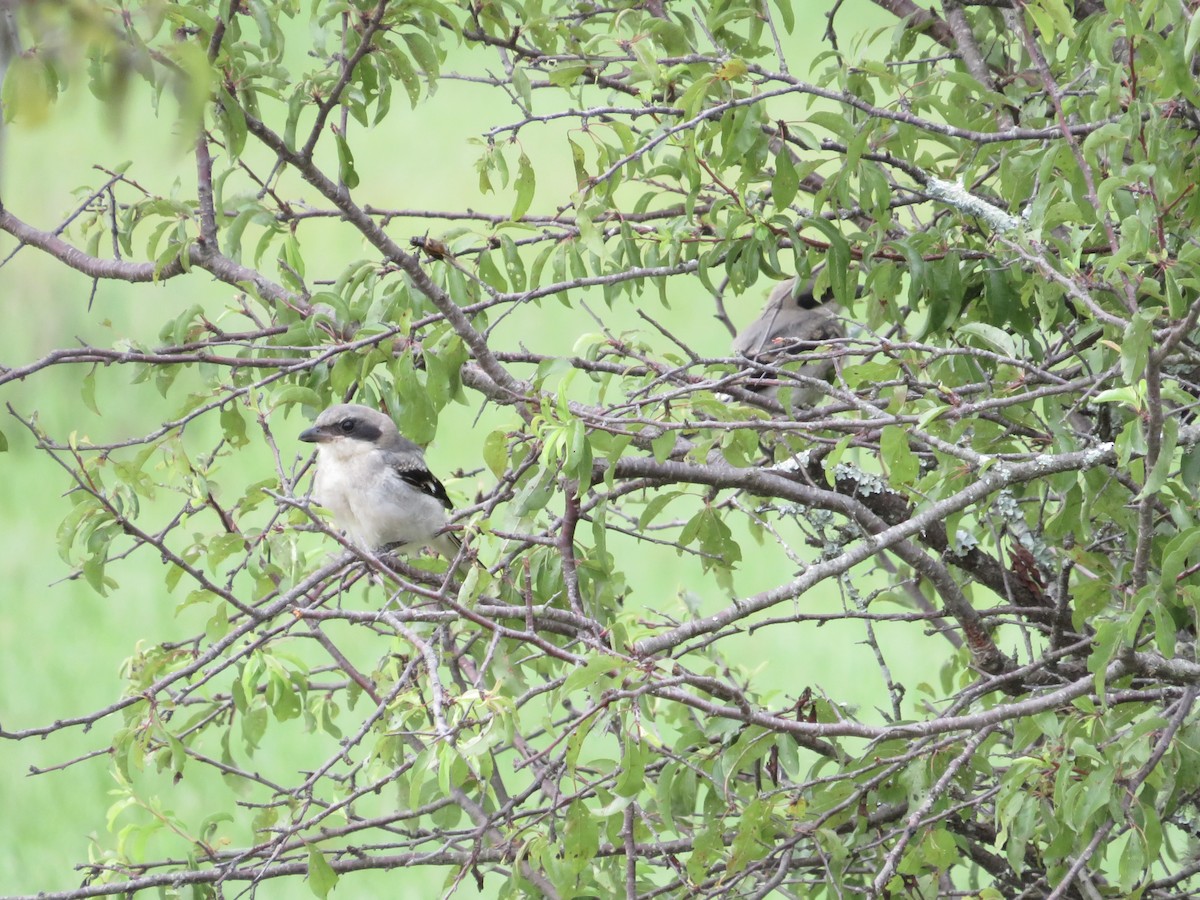 Loggerhead Shrike - Anne Thompson